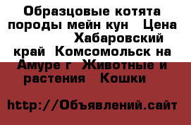 Образцовые котята породы мейн-кун › Цена ­ 15 000 - Хабаровский край, Комсомольск-на-Амуре г. Животные и растения » Кошки   